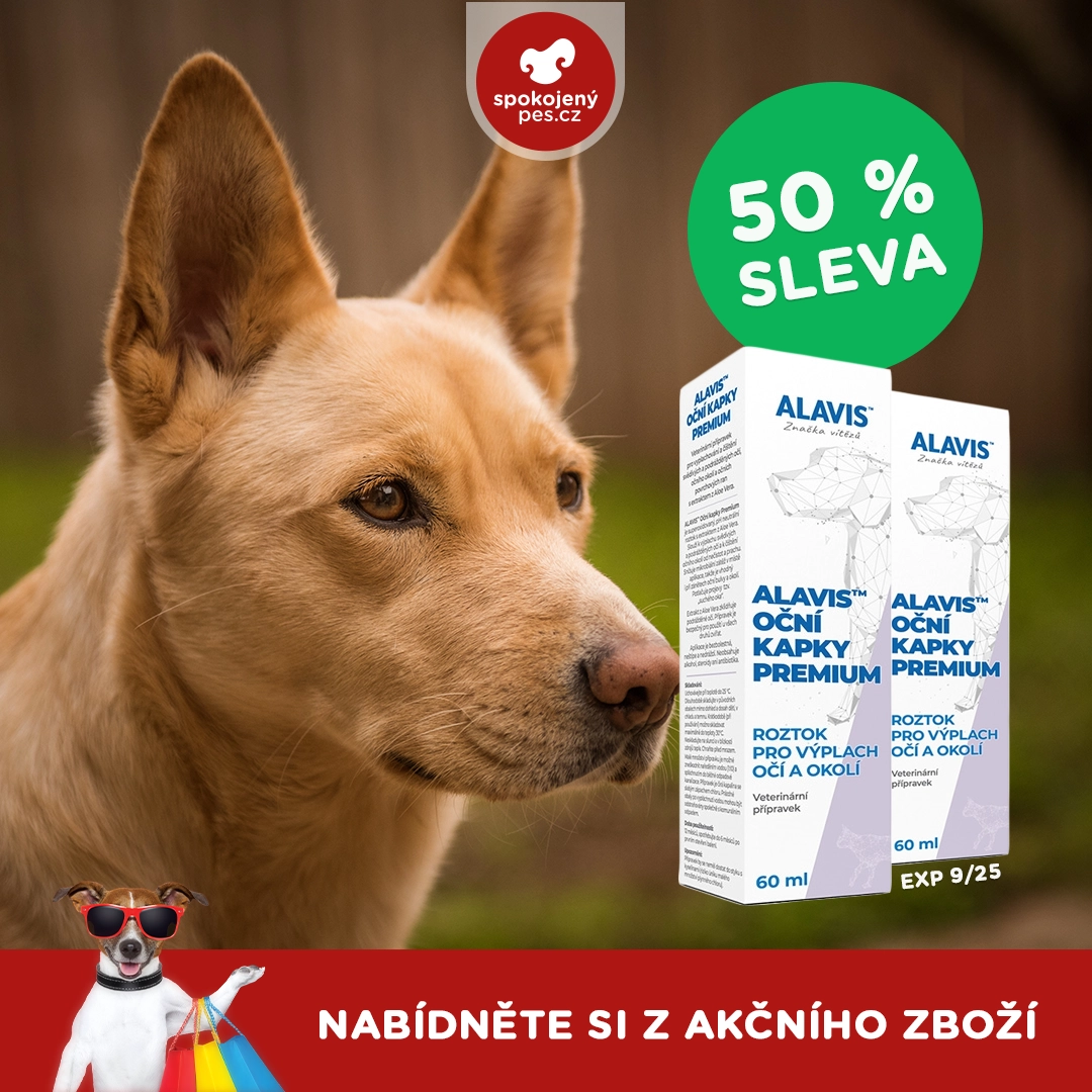 dog alavis.webp